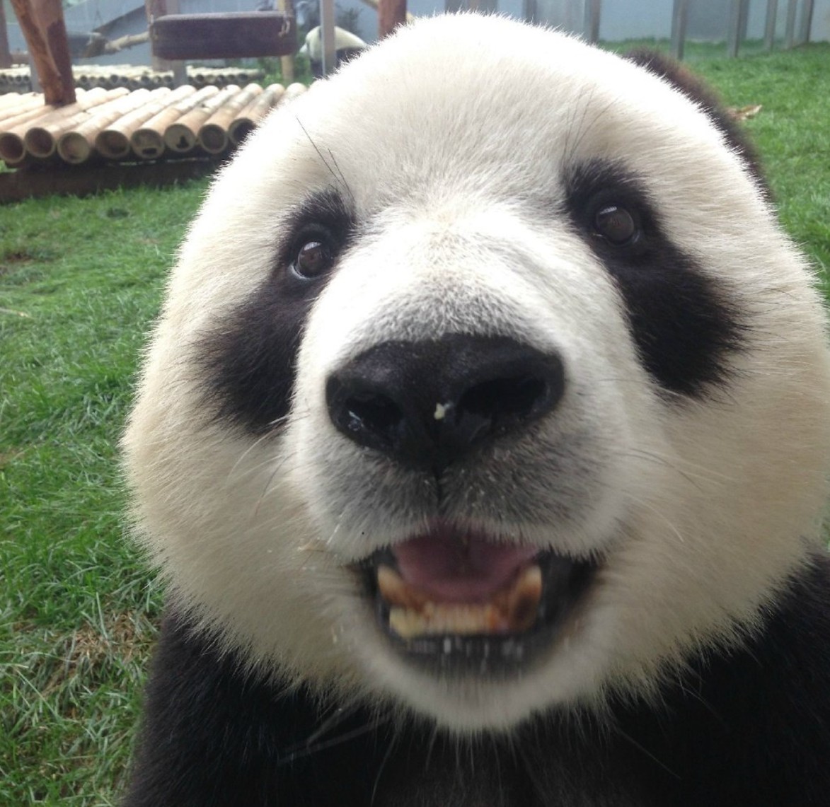 Bamboo